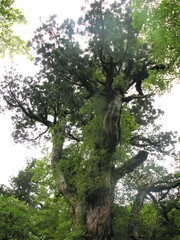 Fototapeta premium Landscape of Yakushima in Japan surrounded by Yakusugi and green Jun 25th 2010