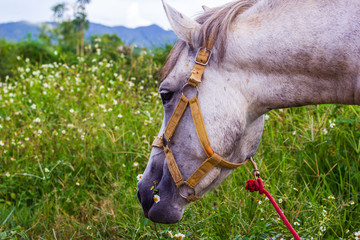 horse eating grass in farm