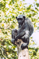 Naklejka na ściany i meble Chimpanzé assis sur une branche