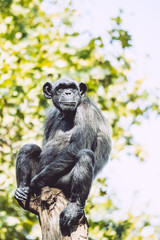 Naklejka na ściany i meble Chimpanzé assis sur une branche