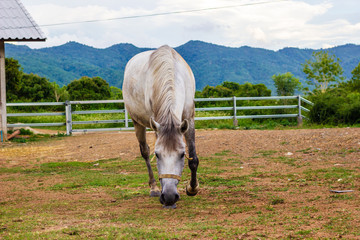 Horses walking on a farm