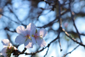 花　１１月の桜　とちぎ