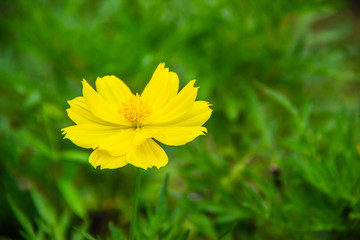 yellow flower in the sunny garden