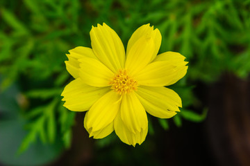 Obraz premium yellow flower in the sunny garden