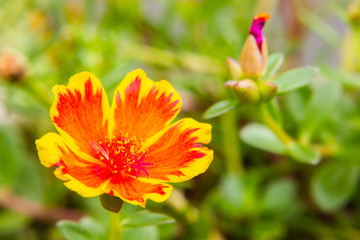 Closeup Portulaca flower in garden. (Portulaca oleracea)