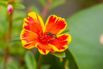 Bee on Portulaca flower in garden