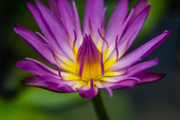 part of purple Lotus Water Lilly pollen