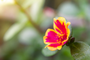 Closeup Portulaca flower in garden. (Portulaca oleracea)