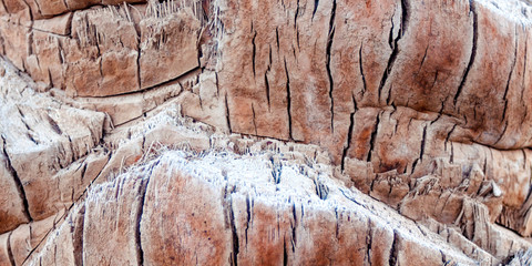 Palm tree texture. Close up of palm tree texture