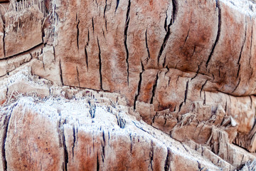 Palm tree texture. Close up of palm tree texture