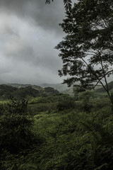 Kauai Rainforest