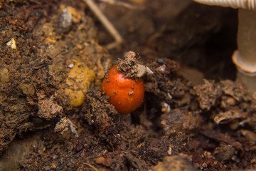 mushroom growing in the ground