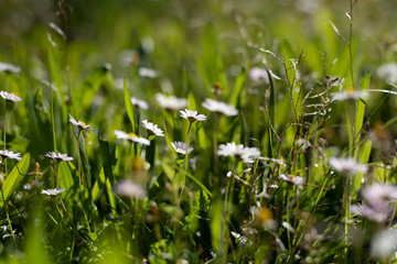 Field of wild daisies