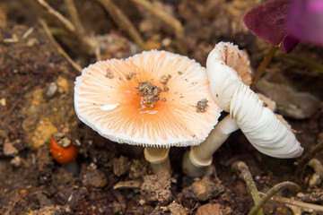 mushroom growing in the ground