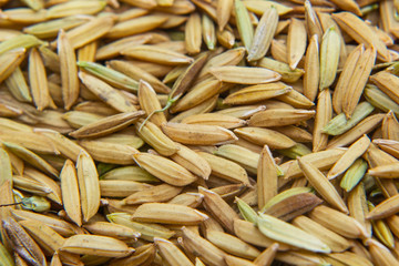 pile of paddy rice and and rice seed background