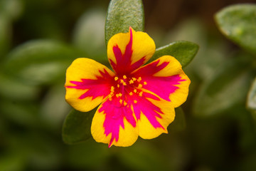 Closeup Portulaca flower in garden. (Portulaca oleracea)