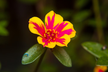 Fototapeta na wymiar Closeup Portulaca flower in garden. (Portulaca oleracea)