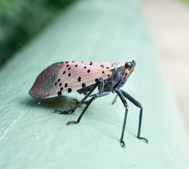 Spotted lantern fly, Berks County, Pennslvania.