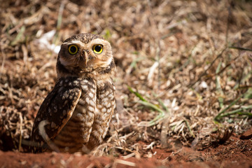 The burrowing owl (Athene cunicularia) is a small, with yellow eyes, long-legged owl found throughout open landscapes of North and South America. 