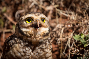The burrowing owl (Athene cunicularia) is a small, with yellow eyes, long-legged owl found throughout open landscapes of North and South America. 