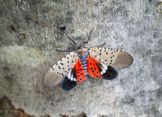 Top view of spotted lantern fly with open wings, Berks County, Pennsylvania 
