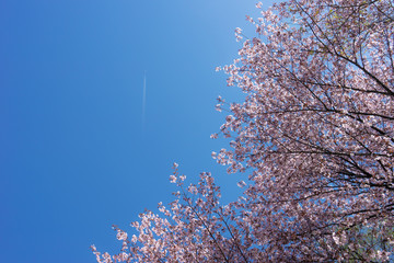 桜と飛行機雲