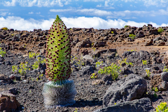 Maui Silversword at the Summit of Haleakala