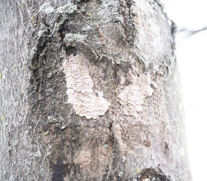 Close-up Of Spotted Lanternfly Egg Mass On Maple Tree, Berks County, Pennsylvania 