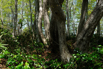 春の森