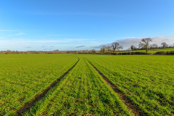 Fototapeta na wymiar Fields in rural Northamptonshire