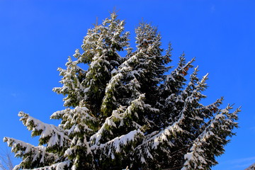 冠雪のクリスマスの木