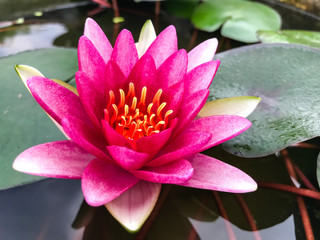 beautiful lotus flower Ellisiana or Tubtim Siam Water Lily blooming on pond