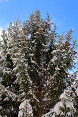 冠雪のクリスマスの木
