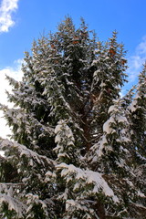 冠雪のクリスマスの木