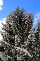 冠雪のクリスマスの木