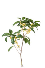 Osmanthus fragrans on white background