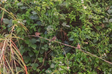 A small bird perched on a branch.
