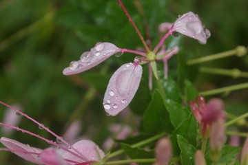 Water drops on pink flowers