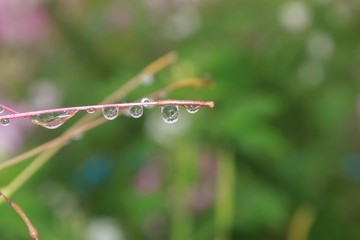 Water drops on pink flowers