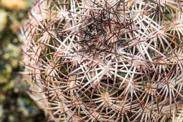 close up of ball shaped cactus with long spikes grown on rocky ground