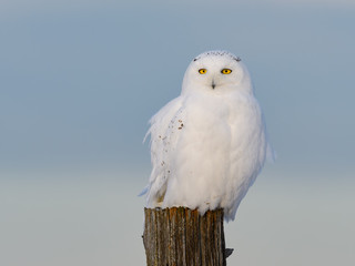Male Snowy Owl Sitting on Fence Post  in Winter, Portrait