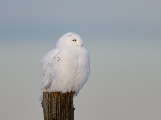 Male Snowy Owl Sitting on Post  in Winter, Portrait