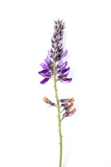 Obraz premium Pueraria flower / beautiful purple arabesque flower