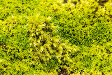 close up of fresh green mosses covered ground background texture