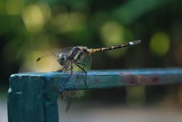 Dragonfly