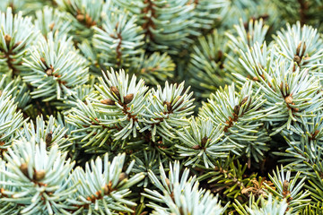 pale green pine tree needles background texture