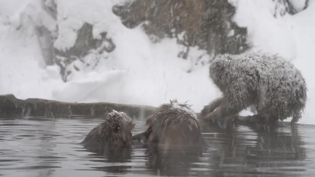 温泉で仲間と毛づくろいを行うニホンザル(snow monkey)