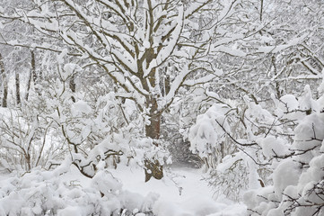 Snowy winter trees, fresh new snow covered garden, lilac branches after blizzard snowstorm, heavy snowfall drifts, multiple tree twigs detail, large detailed horizontal closeup