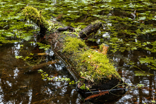 green moss covered tree trunk floating on top of green leaves covered water puddle inside forest - Powered by Adobe