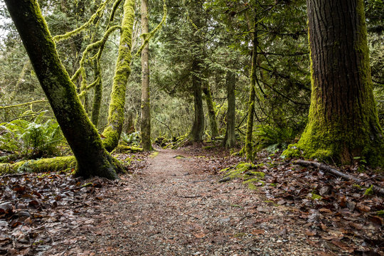 muddy path inside damp forest with green moss covered trees on both sides